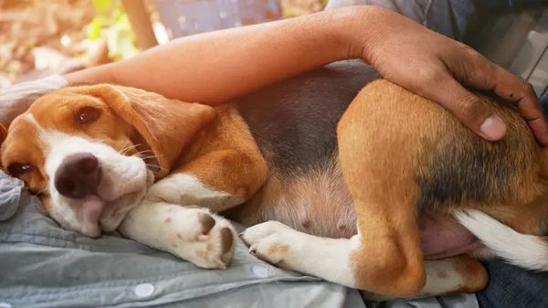 inflammatory bowel disease in dogs