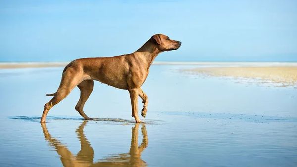 is it healthy for dogs to be skinny