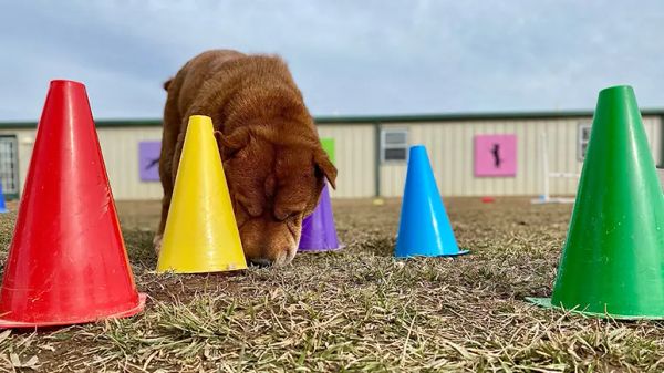 k9 nose work training