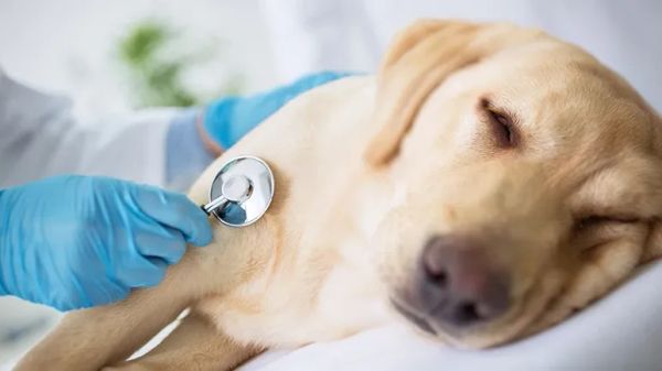 liver disease in dogs