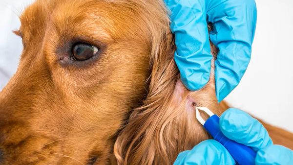 lyme disease and ehrlichiosis in dogs