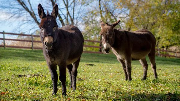miniature donkey