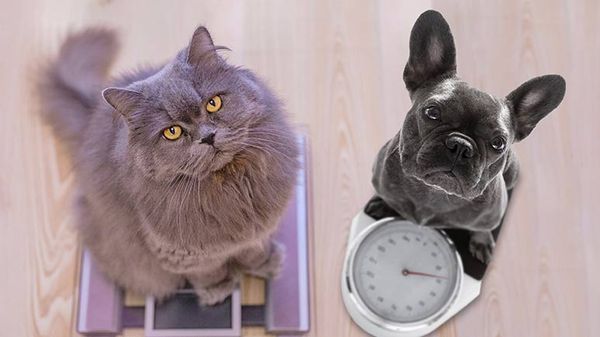 national pet obesity awareness day