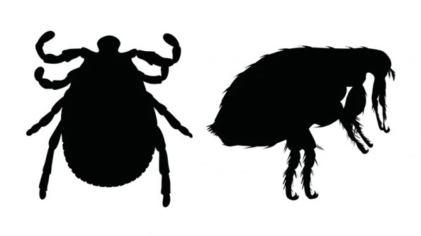 non-chemical ways to repel fleas and ticks