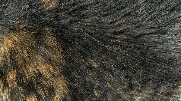 pet flaky skin dry coat