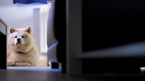 protecting aging pups brain from dementia