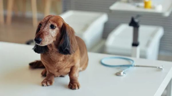 signs of hypothyroidism in dogs