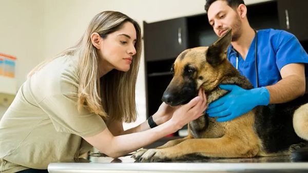 signs your dog may be in pain