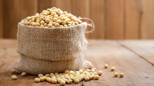 soybean meal in pet food