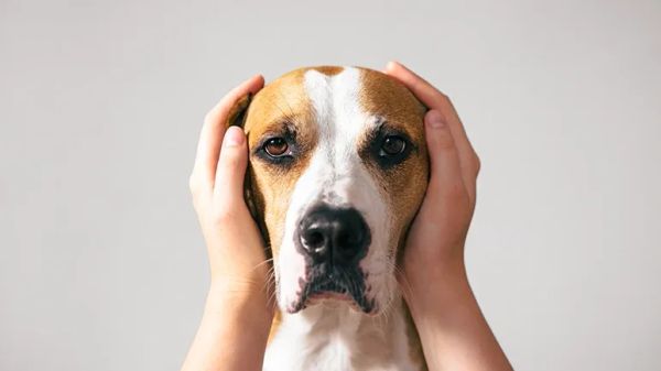 7 ways to help your noise sensitive dog