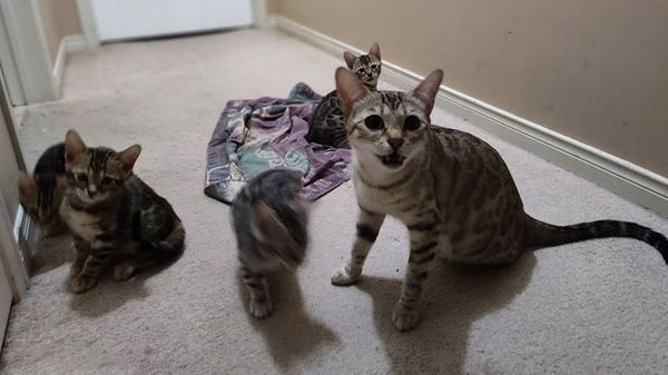 we are family, i got all my kittens with me