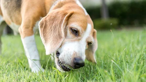 why dogs eat grass