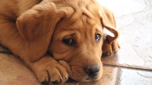 yeast infection in dogs