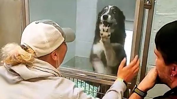 Siberian husky is found by overjoyed owners 240 miles away