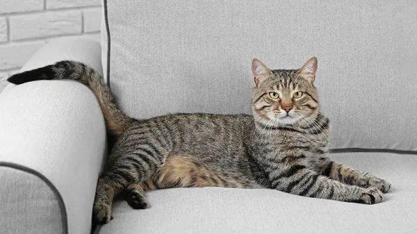 are cats domesticated animals