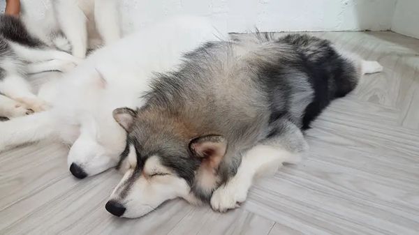 dog sleeping positions meaning