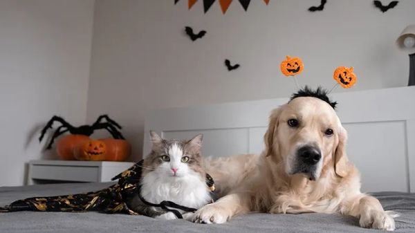 halloween safety tips for pets
