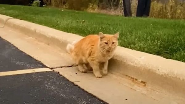 i'm gonna see if i can make that cat my friend