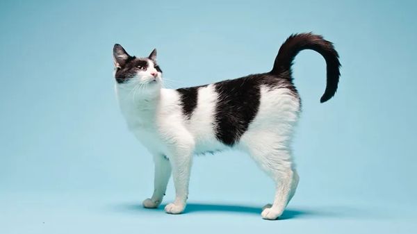 piebald cats