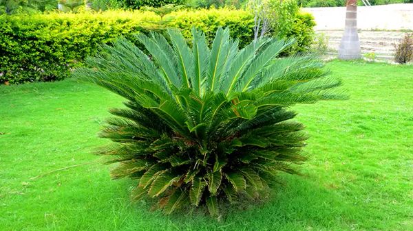 plants poisonous to pets