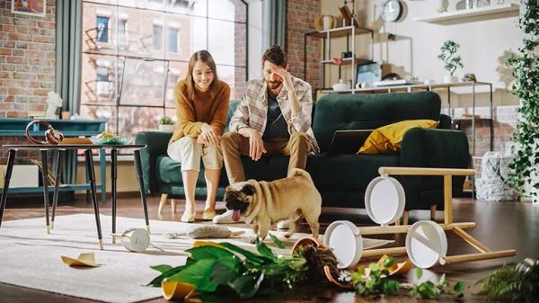 separation anxiety dogs