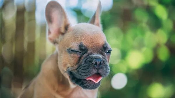 small dogs reverse sneeze