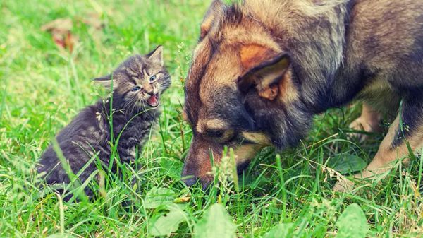 toxic and poisonous plants to pets
