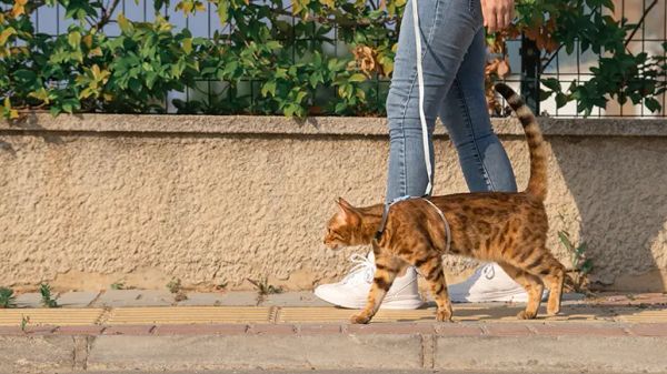 walking your cat