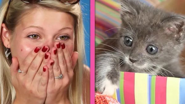 chocolate or kittens