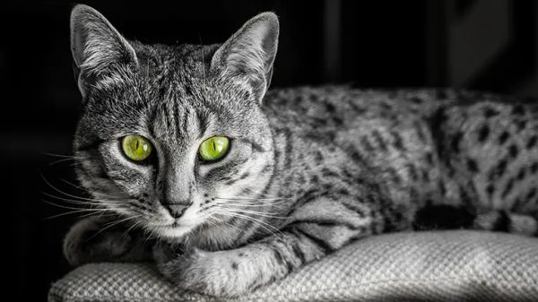 Egyptian Mau cat