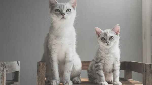 adding another feline to your family