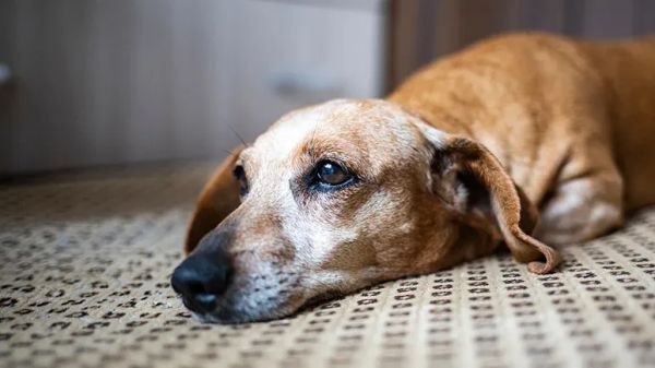 canine pancreatitis demystified