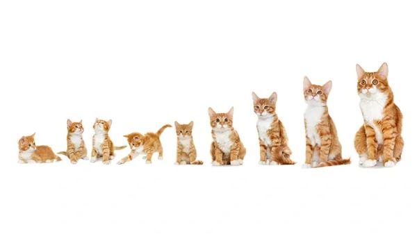 convert cats age into human years