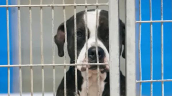 sweet shelter dog finally gets chosen