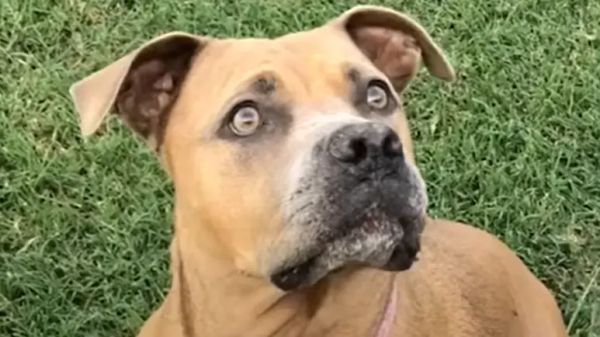 injured dog holds womans hand on the way to the vet