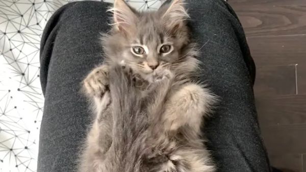 maine coon kitten