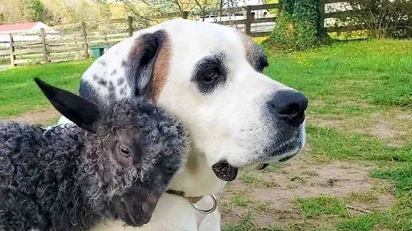 neurologically challenged kid learns to run