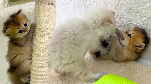 what frisky little kittens do all day