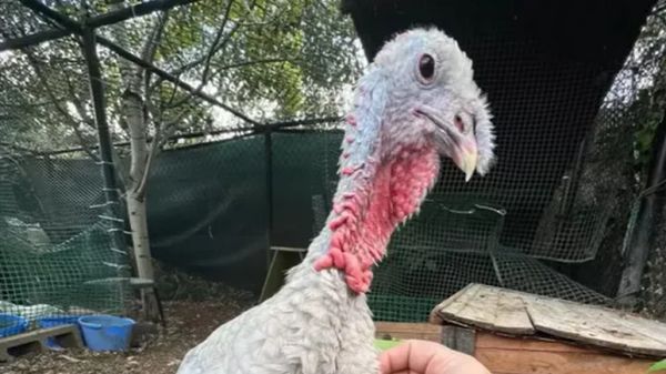 woman falls in love with neighbors dinner turkey