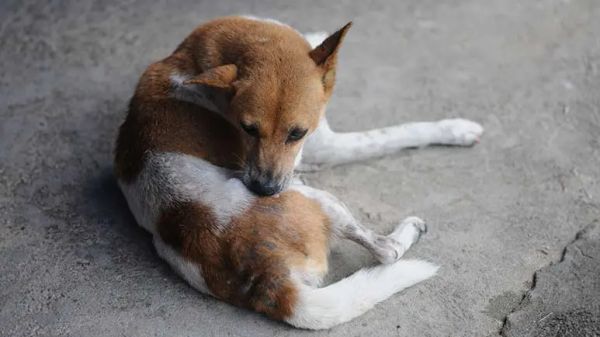 acral lick dermatitis in dogs