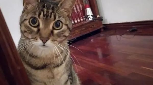 cats happy with his flippy fish toy mostly