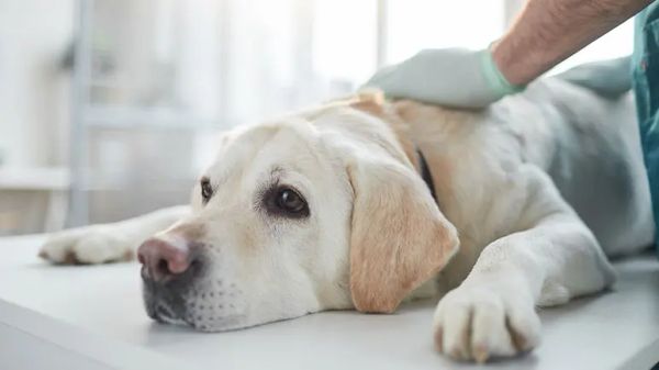 diet and ear infections in dogs