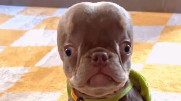 dog wears custom helmet due to rare brain condition