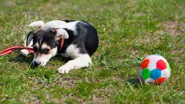 early puppy socialization