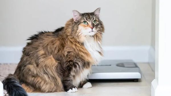 feline obesity