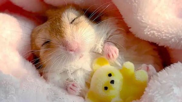 gerbil insists on being burritoed for his naps