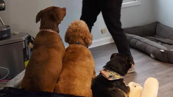 guy adopts a second dog then finds a third on the road