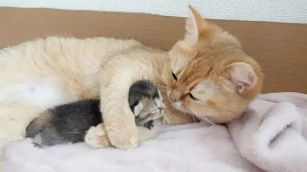 maternal instinct is strong in this one