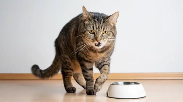 pancreatitis in cats