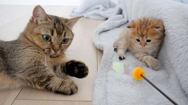 toys aren't as enticing as mama cat